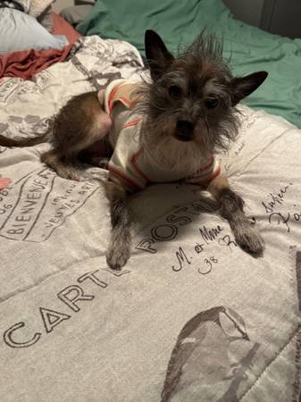 Lost dog