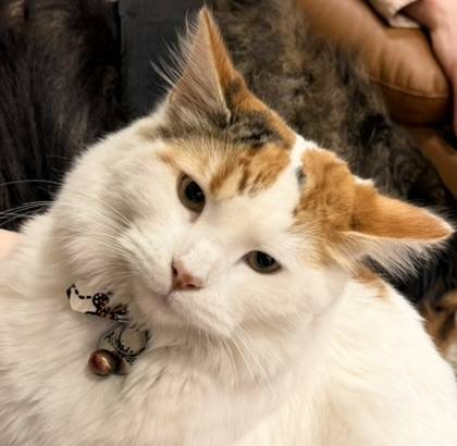 Lost cat