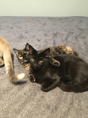 Lost Cat in Browns Valley