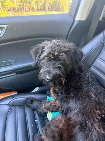 Found dog
