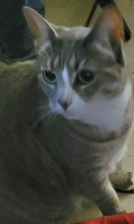 Lost Cat in Surrey