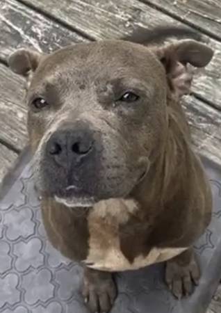 Found dog