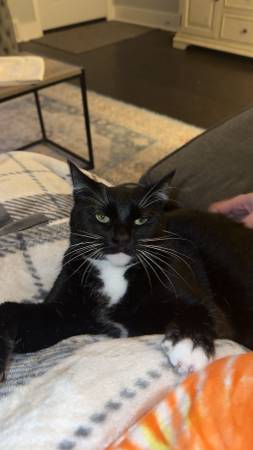 Lost Cat in Gloversville