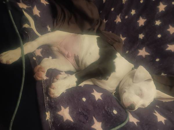 Lost dog