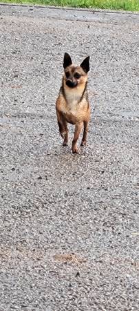 Found dog