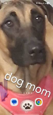 Lost dog