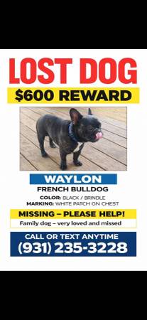 Lost dog