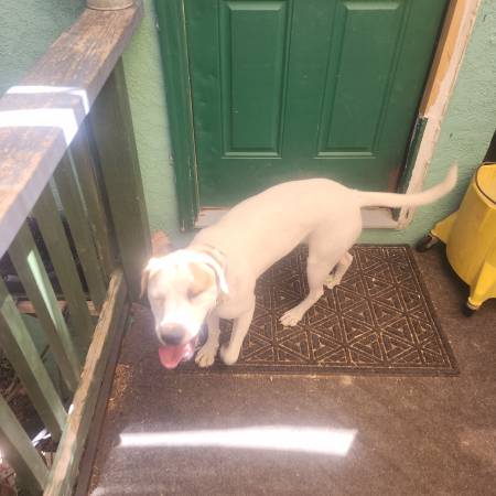 Found dog