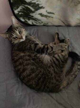 Lost cat