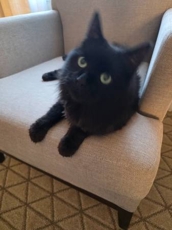 Lost Cat in Mohegan Garage