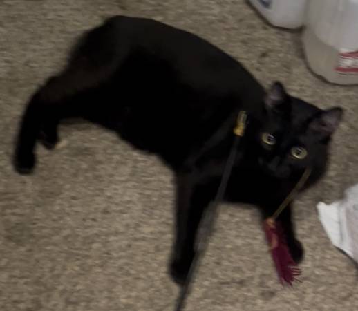 Lost cat