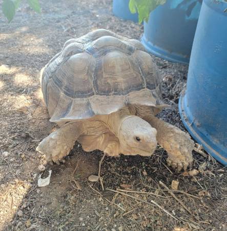 Lost tortoise