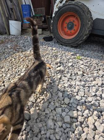 Found cat