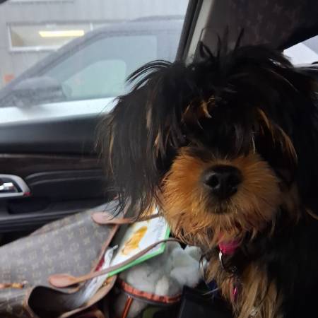 Lost dog