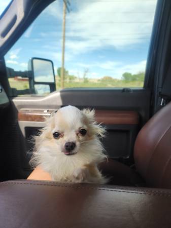 Lost dog