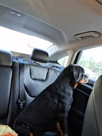 Lost dog
