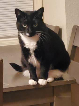 Lost Cat in Pueblo