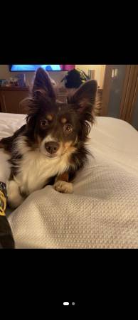 Lost Dog in Lennon