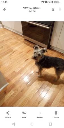 Lost dog