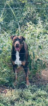 Found dog
