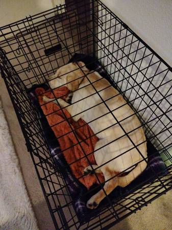 Lost dog