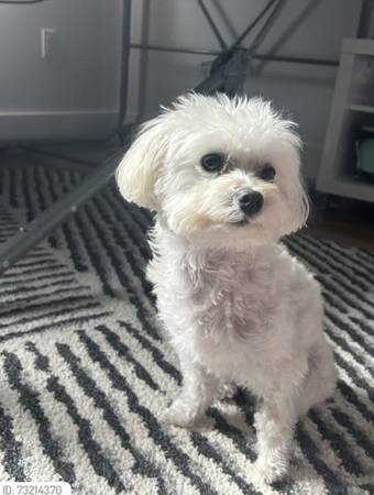 Lost dog