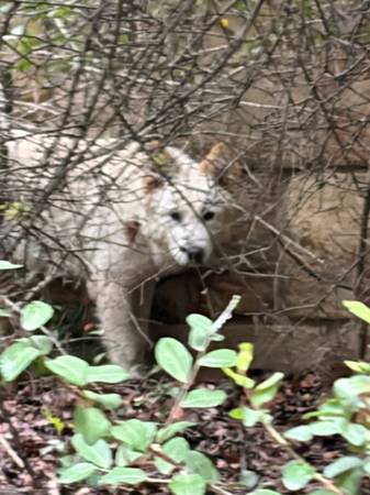 Found dog
