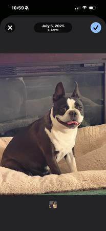 Lost dog