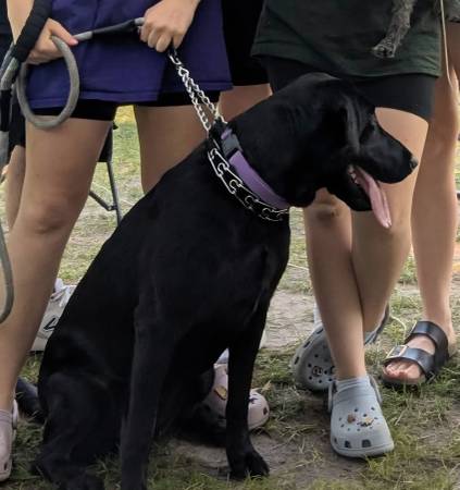 Lost dog