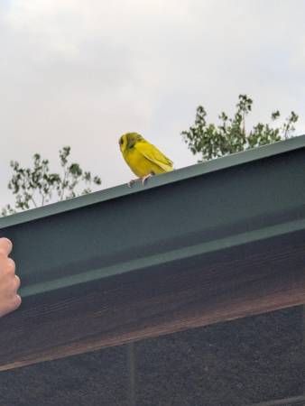 Found Budgie in Denver