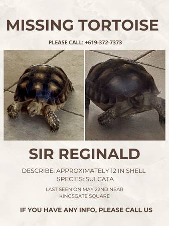 Lost Tortoise in Kingsgate Square
