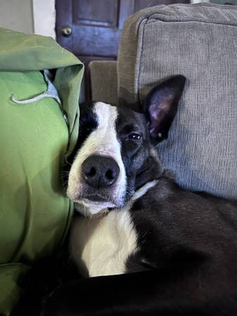 Lost dog