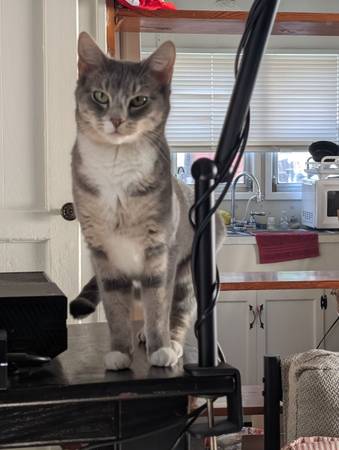 Lost cat