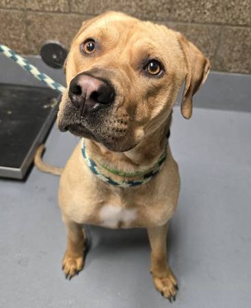 Found dog