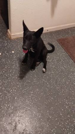 Found Dog in Madera