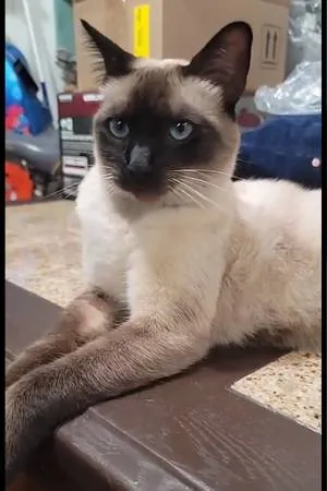 Lost cat