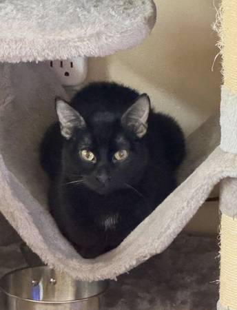 Lost cat