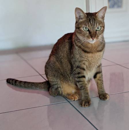Lost cat