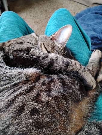 Lost cat