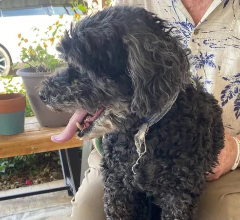 Found dog
