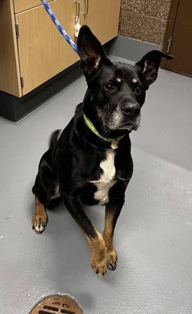 Found Dog in Corvallis