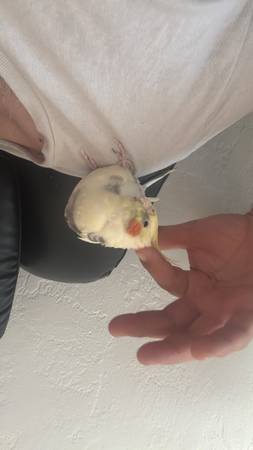 Lost cockatiel