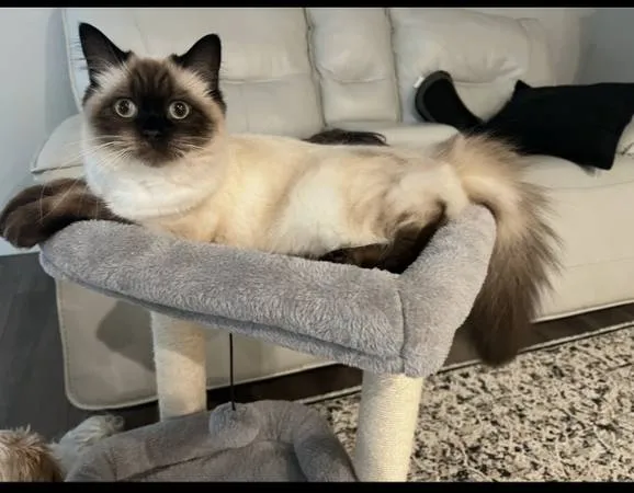 Lost cat