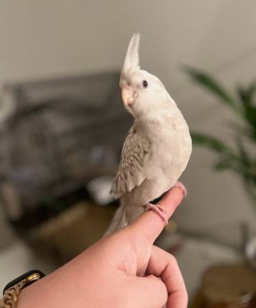 Lost Bird in Port Hueneme