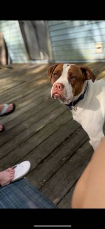 Lost dog