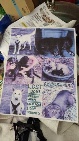 Lost dog