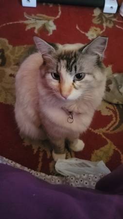 Lost cat