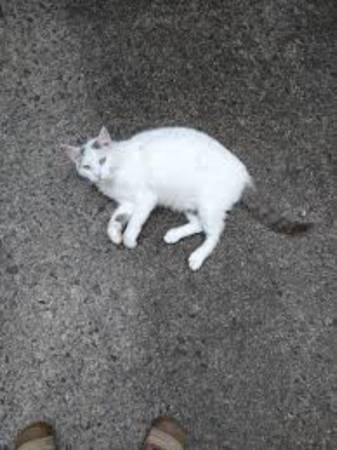 Lost cat