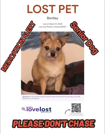 Lost dog