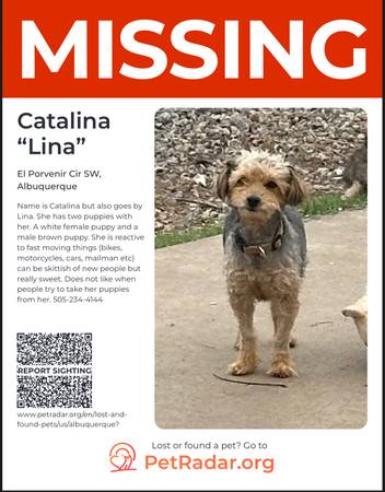 Lost dog